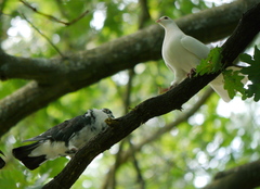 Columba livia domestica