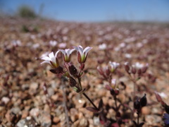 Cerastium ramosissimum