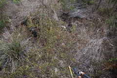 Aspalathus retroflexa bicolor