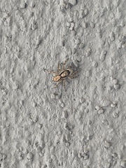 Menemerus bivittatus