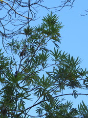 Lyonothamnus