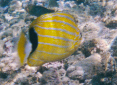 Chaetodon fremblii