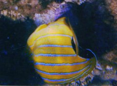 Chaetodon fremblii