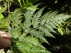 Davallia fejeensis