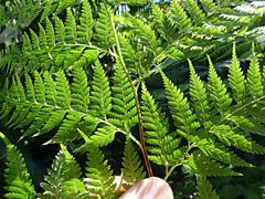 Calochlaena straminea