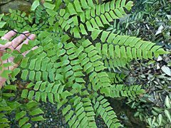 Adiantum trapeziforme