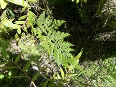 Davallia fejeensis