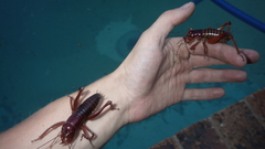Libanasidus vittatus