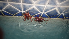 Libanasidus vittatus