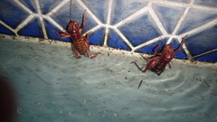 Libanasidus vittatus