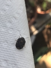 Stethaulax marmorata