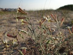 Silene thymifolia