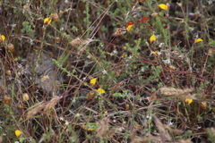 Aspalathus retroflexa bicolor