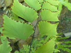 Adiantum trapeziforme