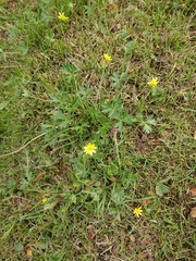 Ranunculus peduncularis
