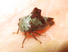 Telamonini