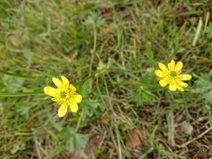 Ranunculus peduncularis