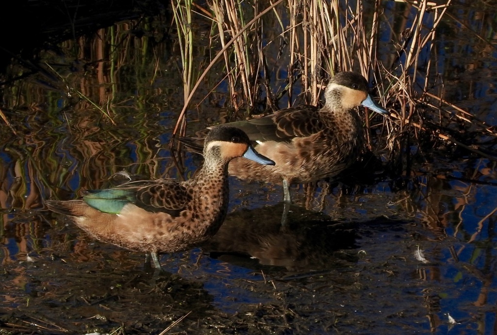 Blue-billed Teal