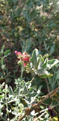 Chenopodium parabolicum