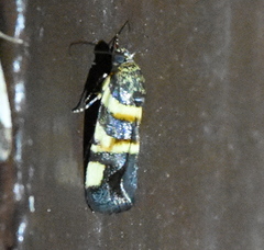 Spragueia funeralis