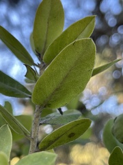 Arctostaphylos tomentosa hebeclada