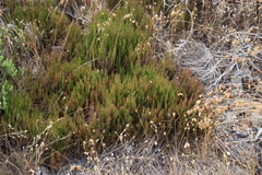 Roella prostrata