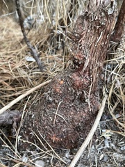 Arctostaphylos tomentosa hebeclada