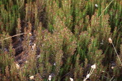 Roella prostrata