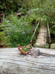 Cibotopteryx