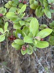 Arctostaphylos tomentosa hebeclada