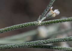 Eriogonum nummulare