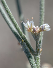 Eriogonum nummulare