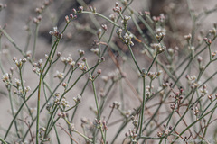Eriogonum nummulare