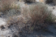 Eriogonum nummulare