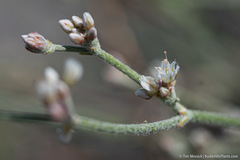Eriogonum nummulare