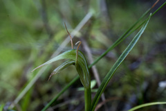 Pterostylis alobula