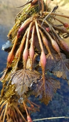 Trapa natans bispinosa