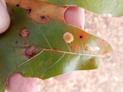 Polystepha pustuloides