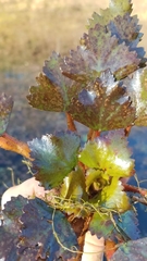 Trapa natans bispinosa