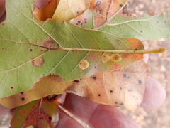 Polystepha pustuloides