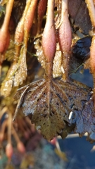 Trapa natans bispinosa