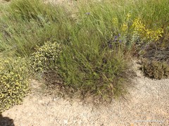 Trifolium hirtum