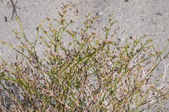 Eriogonum nummulare