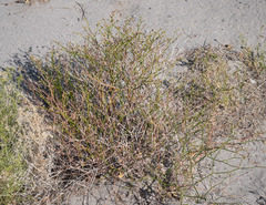 Eriogonum nummulare