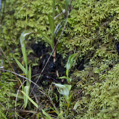 Pterostylis alobula