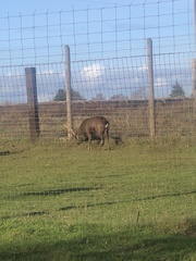 Rusa