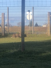 Rusa