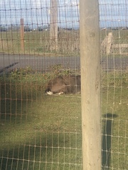 Rusa