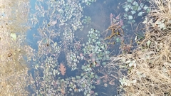 Trapa natans bispinosa