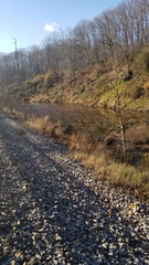 Trapa natans bispinosa